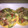 El cooksnap de Lyz Valencia Rod cuando hizo Ceviche de atún con pepino.