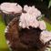 Cooksnap dari Diandra Bebs untuk resep Red Velvet Cupcake Ekonomis