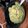 Temporallobe's cooksnap of when they made Chilled spicy cucumber avocado soup.
