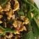 robin 的 青椒炒蛋 cooksnap