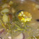 Cooksnap dari Natalina Lestari untuk resep Sayur asem seger