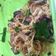 รูป Cooksnap ของ Nattiga Subsingha เมื่อเขาทำ ลาบวุ้นเส้นหมูสับกุ้งสด