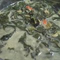 Cooksnap dari Hutami Putri untuk resep Lodeh Mbayung