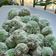 Cooksnap dari Susy Amira untuk resep Klepon