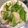 棠棠 的 青椒炒杏鮑菇 cooksnap