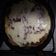 El cooksnap de Gabriel Rojas cuando hizo Lasaña casera masa casera.