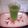 Vibha Mahendra Champaneri's cooksnap of when they made કડવા લીમડાનું જ્યુસ.