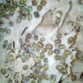 Cooksnap dari Uun Aulia untuk resep Rempeyek Kacang Ijo