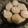La cooksnap de bruixacoloraina cuando cocinó Galletas de canela