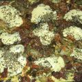El cooksnap de Miriam Buffa cuando hizo Zapallitos Verdes y algo más.. al Horno!!.
