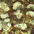 El cooksnap de Miriam Buffa cuando hizo Zapallitos Verdes y algo más.. al Horno!!.