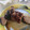 El cooksnap de Arnaldo Valdes cuando hizo Carne de Cerdo Asada al estilo cubano.