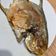 馴獸師在廚房 的 香煎白鯧魚 cooksnap