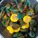 Cooksnap dari Azda Mathbakh untuk resep Kerang Hijau Saus Padang