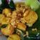 Cooksnap dari Nani Indriani untuk resep Pakcoy Tofu Bawang