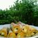 Cooksnap dari Janneta untuk resep Tape singkong Goreng selimut #PR_tapedeeh