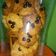 Cooksnap dari Rina Lizarifa untuk resep Oat chocolate cookie (Quaker Oat)