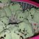 Cooksnap dari Farina Santi untuk resep Bolkus Mekar