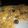 El cooksnap de mel cuando hizo Galletitas de avena y manzana.