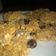 El cooksnap de mel cuando hizo Galletitas de avena y manzana.