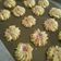 Cooksnap dari Malinda septiani untuk resep SKM Cookies (3 bahan saja)