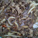 Cooksnap dari Sheilarsh Bayu untuk resep Beef Yakiniku (ala yoshinoya)