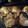 Bill Duffy's cooksnap of when they made Simple Baked Pork Chops.