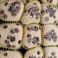 El cooksnap de Sabrina Quinteros cuando hizo Magdalenas de Vainilla con chispas de Chocolate.