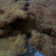 Cooksnap dari siti nuraini untuk resep Home-made Chicken Katsu