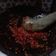 Cooksnap dari Elbytian Kamiswara untuk resep Sambal goang
