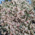 Cooksnap dari Nining Ima Wulandari untuk resep Botok teri Pete Cina