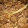 Cooksnap dari Yaasmiin Lathiifahningasih untuk resep Slice beef teriyaki
