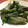 El cooksnap de Yusuke Mito cuando hizo Cómo freir pimientos de Padrón .