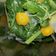 Cooksnap dari Ika Putri Rizky Malinda untuk resep Sayur bening (ba,ja wo)