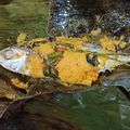 Cooksnap dari Lisia Zhan untuk resep Pepes Ikan