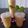 Shilpa Shah's cooksnap of when they made આમળાંનો જ્યુસ(Amla Juice Recipe in Gujarati).