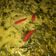 Cooksnap dari Merrr untuk resep Sayur daun singkong kuah santan