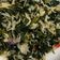 Cooksnap dari Nur Indah Sari untuk resep Oseng oseng daun pepaya ala warteg
