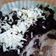 Cooksnap dari Soraya_said 98 untuk resep Oreo Cheesecake