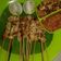 Cooksnap dari Yeni Setyawati untuk resep Sate Taichan (Panggang Dengan Teflon)