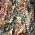Jenni-jenjen's cooksnap of when they made Sausage & Cheese Stuffed Shells.