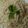 Dan Chefa's cooksnap of when they made Fried spaghetti.