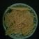 Bina Talati's cooksnap of when they made ઘઉં ની મીઠી સેવ (Ghaun ni mithi sev recipe in Gujarati).