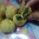 Cooksnap dari Rina Sri Rahayu untuk resep Bola² Ubi Wijen isi Keju