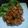 Cooksnap dari Lukie Lazuardi untuk resep Chicken pok pok honey sauce