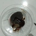 Cooksnap dari cyrara untuk resep Choco lava cake