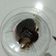 Cooksnap dari cyrara untuk resep Choco lava cake