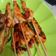 Cooksnap dari Sevti Saja untuk resep Udang Bakar Madu