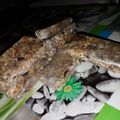 El cooksnap de Cai Castillo cuando hizo Barritas de Cereales súper energéticas.