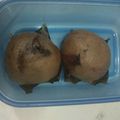 Cooksnap dari ya man untuk resep Bakpao